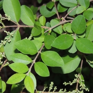 Ligustrum sinense at Theodore, ACT - 7 Nov 2015