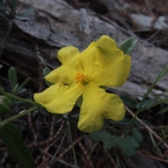 Hibbertia obtusifolia (Grey Guinea-flower) at Theodore, ACT - 7 Nov 2015 by michaelb