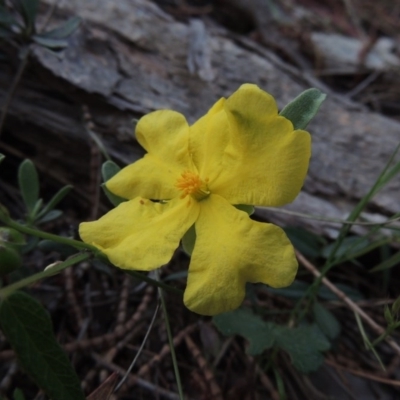 Hibbertia obtusifolia (Grey Guinea-flower) at Tuggeranong Hill - 7 Nov 2015 by michaelb