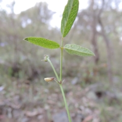Grona varians (Slender Tick-Trefoil) at Theodore, ACT - 7 Nov 2015 by MichaelBedingfield