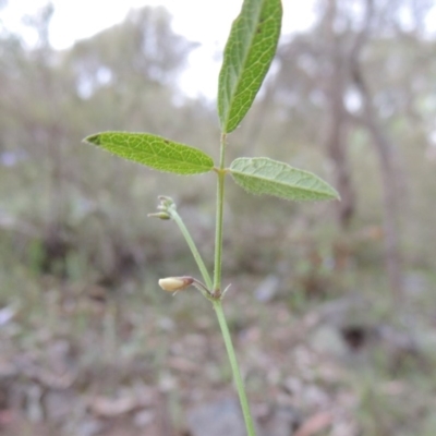 Grona varians (Slender Tick-Trefoil) at Theodore, ACT - 7 Nov 2015 by MichaelBedingfield