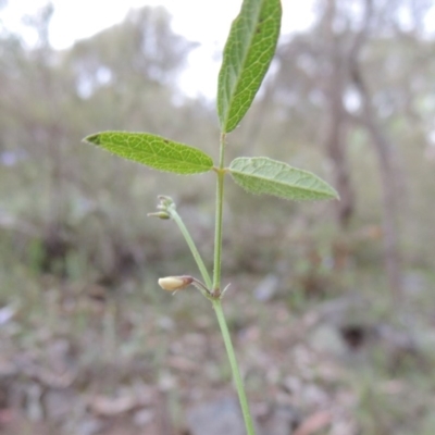 Grona varians (Slender Tick-Trefoil) at Tuggeranong Hill - 7 Nov 2015 by michaelb