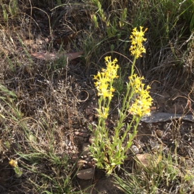 Pimelea curviflora (Curved Rice-flower) at Ngunnawal, ACT - 19 Nov 2015 by GeoffRobertson