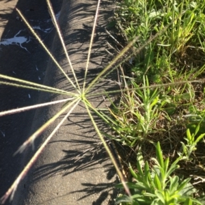 Chloris truncata at Ngunnawal, ACT - 20 Nov 2015 08:13 AM