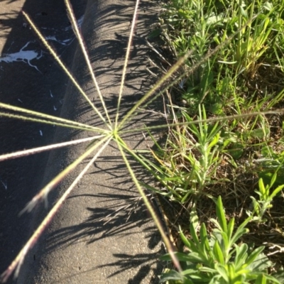 Chloris truncata (Windmill Grass) at Ngunnawal, ACT - 20 Nov 2015 by GeoffRobertson