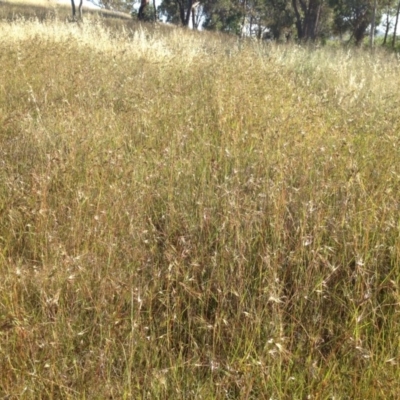 Themeda triandra (Kangaroo Grass) at Ngunnawal, ACT - 19 Nov 2015 by GeoffRobertson