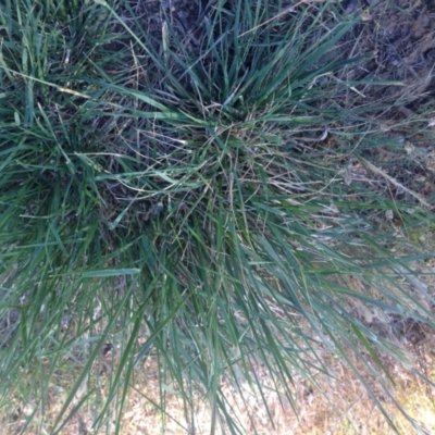 Nassella neesiana (Chilean Needlegrass) at Hill Reserve - 20 Nov 2015 by GeoffRobertson