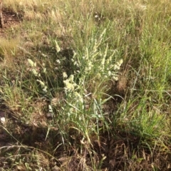 Dactylis glomerata (Cocksfoot) at Ngunnawal, ACT - 19 Nov 2015 by GeoffRobertson