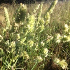 Dactylis glomerata at Ngunnawal, ACT - 20 Nov 2015 07:39 AM