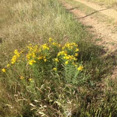 Hypericum perforatum (St John's Wort) at Ngunnawal, ACT - 20 Nov 2015 by GeoffRobertson