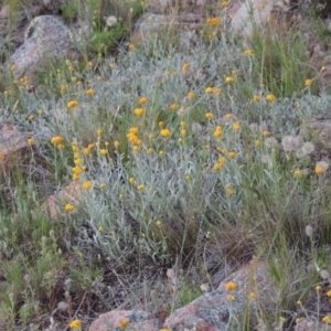 Chrysocephalum apiculatum at Calwell, ACT - 7 Nov 2015 07:39 PM