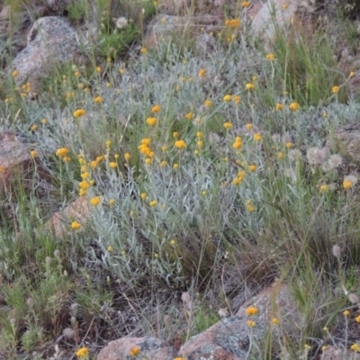 Chrysocephalum apiculatum (Common Everlasting) at Tuggeranong Hill - 7 Nov 2015 by michaelb