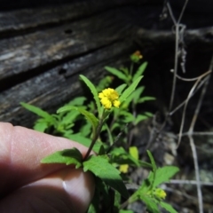 Sigesbeckia australiensis (Cobber Weed) at Calwell, ACT - 7 Nov 2015 by michaelb