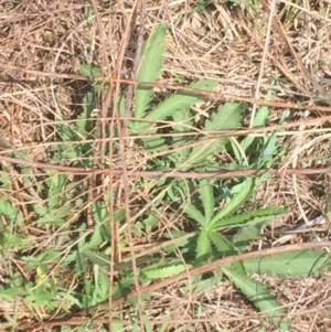 Potentilla recta at Stromlo, ACT - 21 Nov 2015