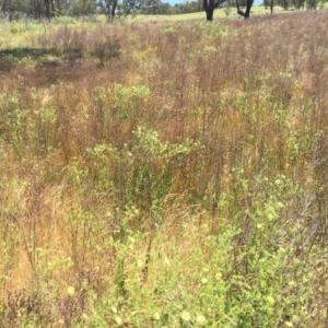 Potentilla recta at Stromlo, ACT - 21 Nov 2015