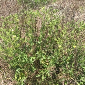 Potentilla recta at Stromlo, ACT - 21 Nov 2015