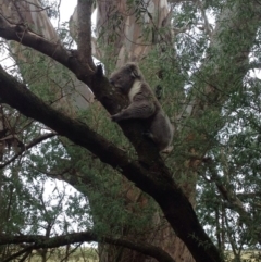 Phascolarctos cinereus (Koala) at Koallah, VIC - 9 Nov 2015 by Frances