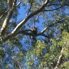 Phascolarctos cinereus (Koala) at Montacute, SA - 20 Nov 2015 by Spotto