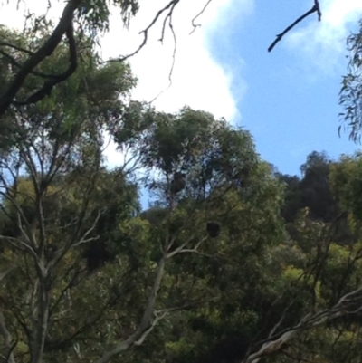 Phascolarctos cinereus (Koala) at Montacute, SA - 20 Nov 2015 by Spotto