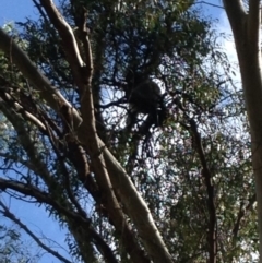 Phascolarctos cinereus (Koala) at Montacute, SA - 20 Nov 2015 by Spotto