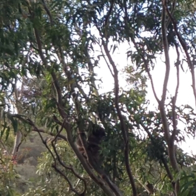 Phascolarctos cinereus (Koala) at Montacute, SA - 20 Nov 2015 by Spotto