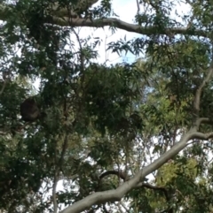 Phascolarctos cinereus (Koala) at Montacute, SA - 20 Nov 2015 by Spotto