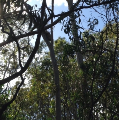 Phascolarctos cinereus (Koala) at Montacute, SA - 20 Nov 2015 by Spotto