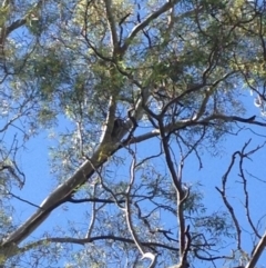 Phascolarctos cinereus (Koala) at Montacute, SA - 20 Nov 2015 by Spotto