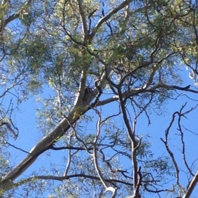 Phascolarctos cinereus (Koala) at Montacute, SA - 20 Nov 2015 by Spotto