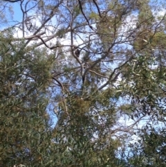 Phascolarctos cinereus (Koala) at Montacute, SA - 20 Nov 2015 by Spotto