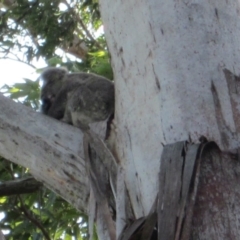 Phascolarctos cinereus (Koala) at Port Macquarie, NSW - 20 Nov 2015 by rosella