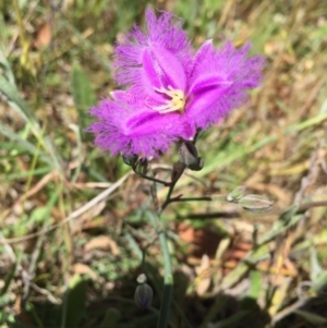 Thysanotus tuberosus subsp. tuberosus at Bungendore, NSW - 21 Nov 2015