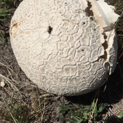 Calvatia sp. (a puffball ) at Bungendore, NSW - 21 Nov 2015 by yellowboxwoodland