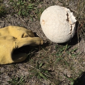 Calvatia sp. at Bungendore, NSW - 21 Nov 2015 12:52 PM