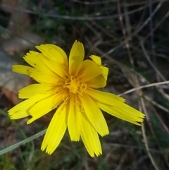 Microseris walteri (Yam Daisy, Murnong) at Canberra Central, ACT - 18 Oct 2015 by MAX