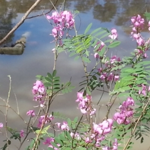 Indigofera australis subsp. australis at Canberra Central, ACT - 18 Oct 2015