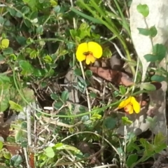 Bossiaea buxifolia at Canberra Central, ACT - 18 Oct 2015 02:42 PM