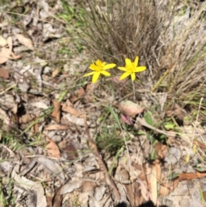 Hypoxis hygrometrica at Bungendore, NSW - 21 Nov 2015