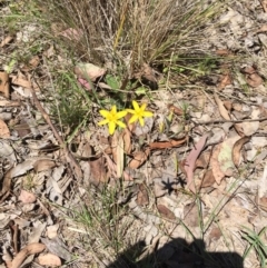 Hypoxis hygrometrica at Bungendore, NSW - 21 Nov 2015