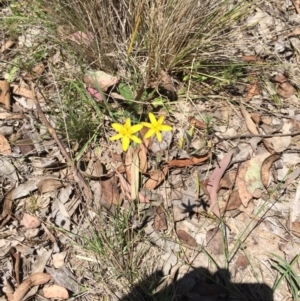 Hypoxis hygrometrica at Bungendore, NSW - 21 Nov 2015