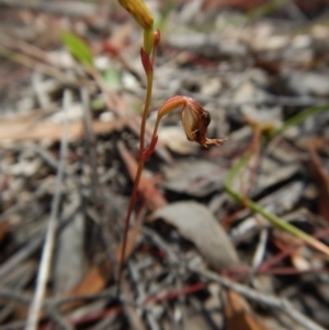 Caleana minor at Canberra Central, ACT - 21 Nov 2015