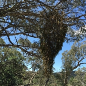 Amyema miquelii at Bungendore, NSW - 21 Nov 2015