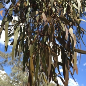 Amyema miquelii at Bungendore, NSW - 21 Nov 2015