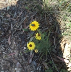 Xerochrysum viscosum (Sticky Everlasting) at Bungendore, NSW - 21 Nov 2015 by yellowboxwoodland