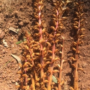 Orobanche minor at Ainslie, ACT - 21 Nov 2015 03:38 PM