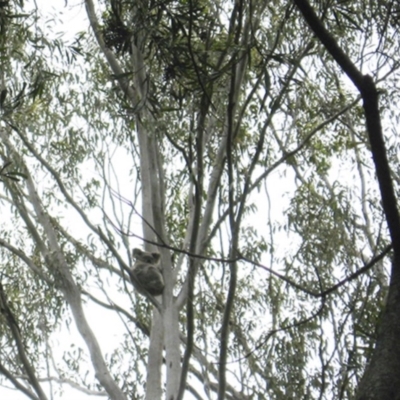 Phascolarctos cinereus (Koala) at Seventeen Mile, QLD - 10 Nov 2015 by VinegarHill