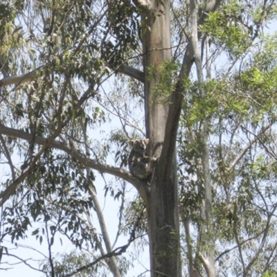 Phascolarctos cinereus (Koala) at Seventeen Mile, QLD - 19 Nov 2015 by VinegarHill