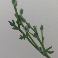 Daucus glochidiatus (Australian Carrot) at Bungendore, NSW - 21 Nov 2015 by yellowboxwoodland