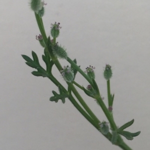 Daucus glochidiatus at Bungendore, NSW - 21 Nov 2015