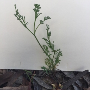 Daucus glochidiatus at Bungendore, NSW - 21 Nov 2015